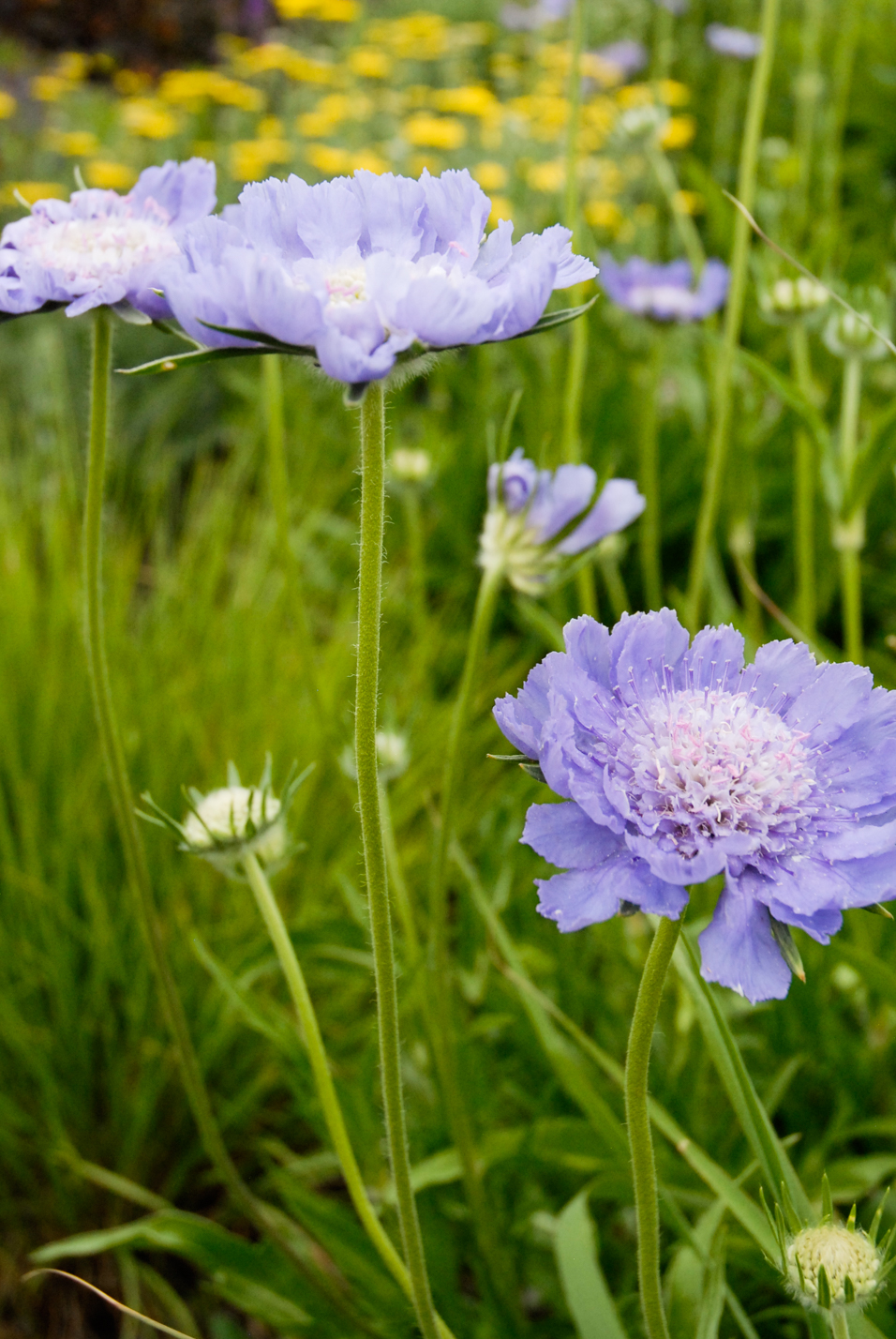 Caucasian Pincushion Flower